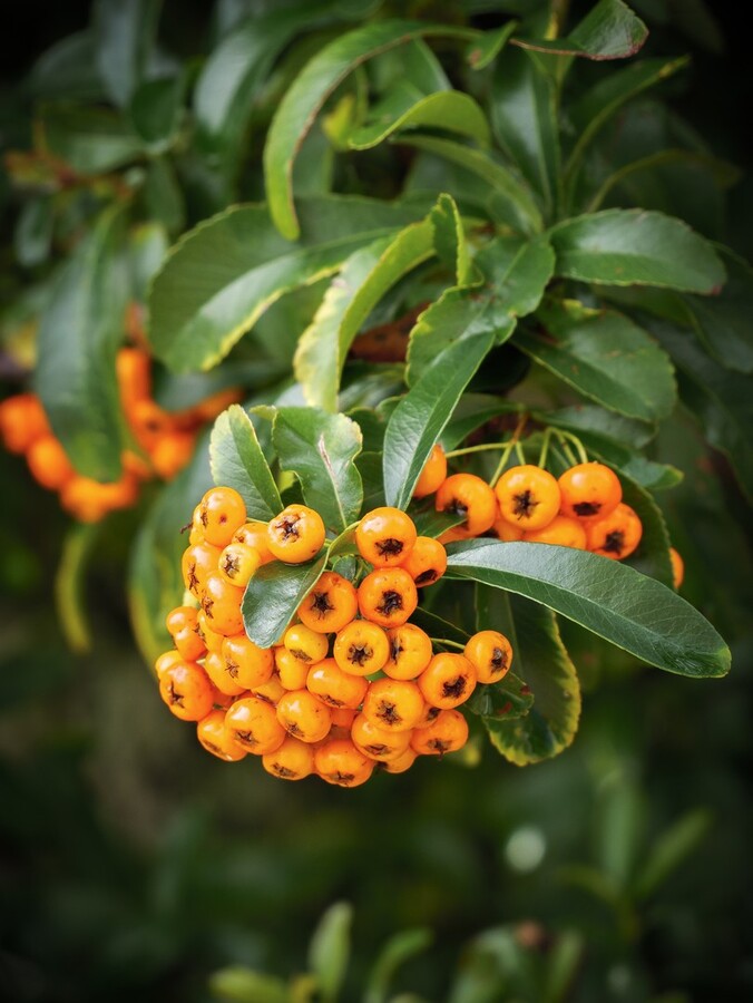 Pyracantha Berries